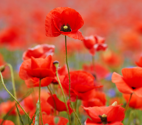 Poppy field
